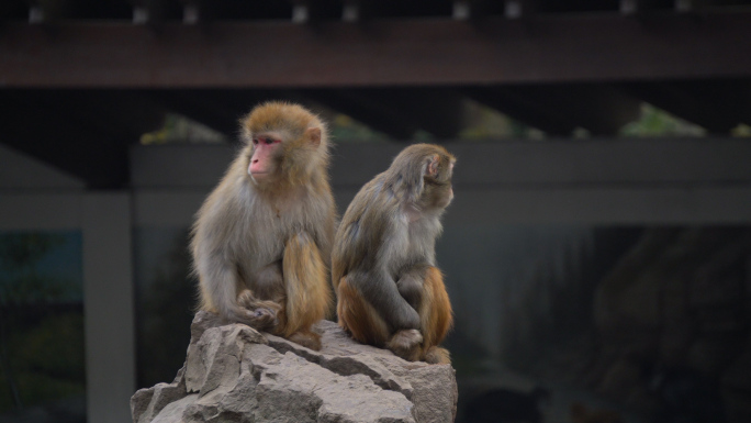 猴子猴山动物园