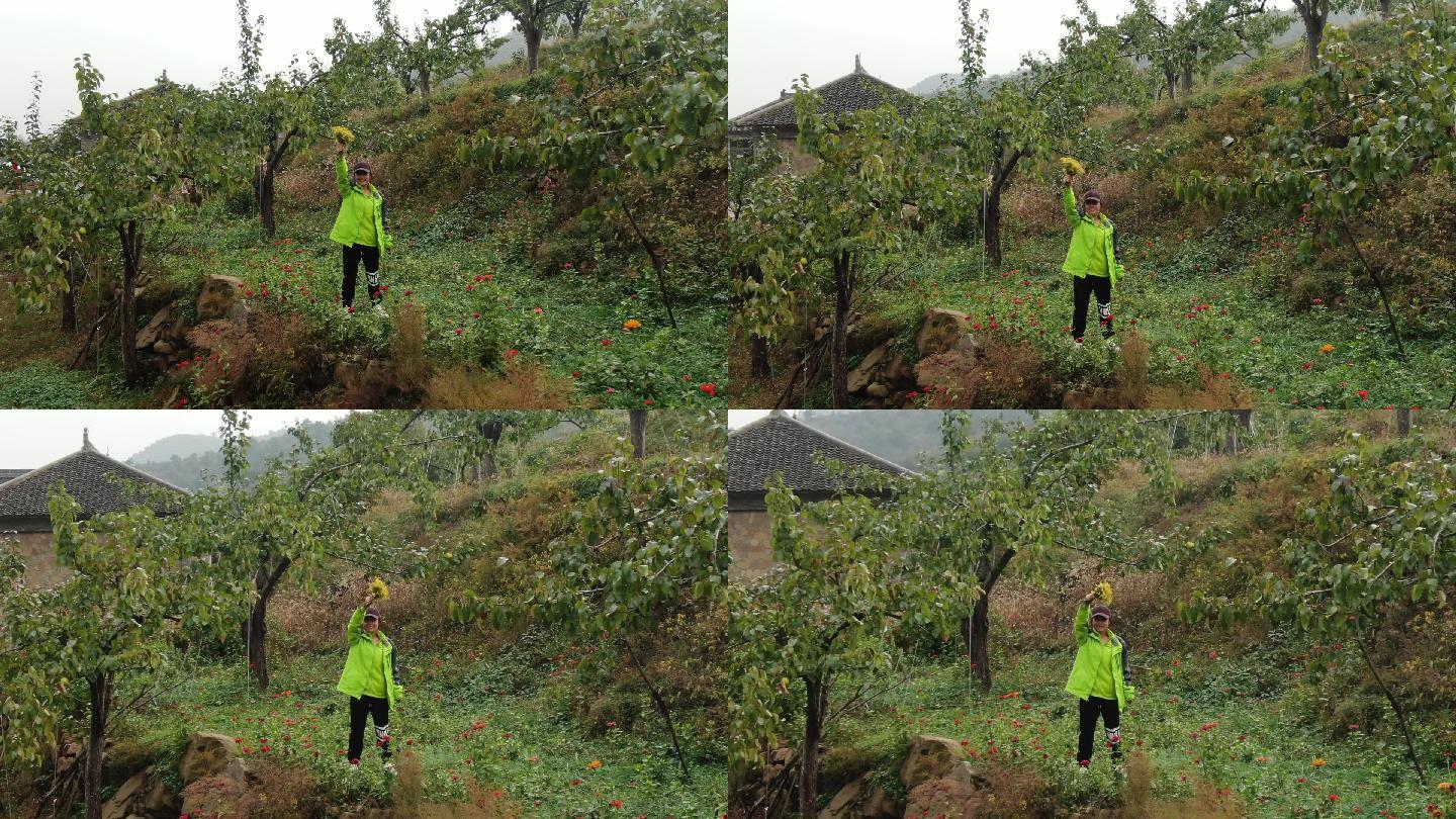 高平圪台山间田野女孩在梨树中拿花挥手