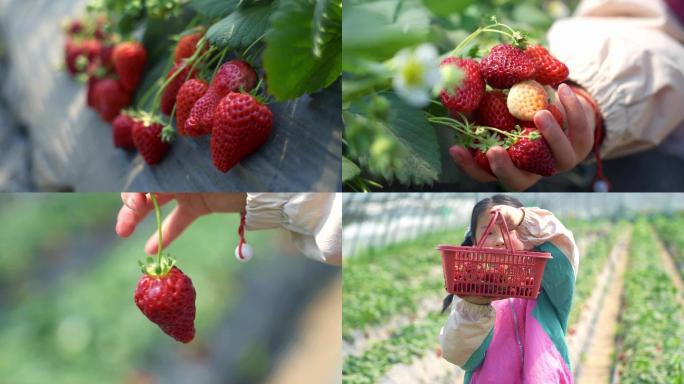 4K草莓采摘园