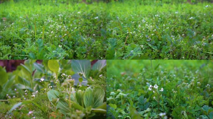 202104风吹草动的野草野花