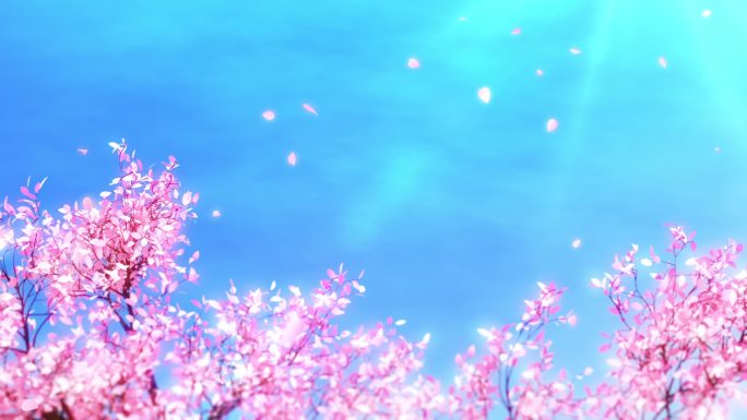 唯美樱花花瓣飞舞循环视频