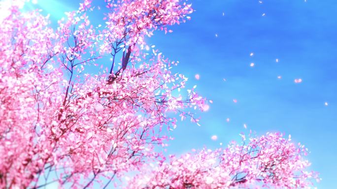 蓝天樱花花瓣飞舞唯美循环视频