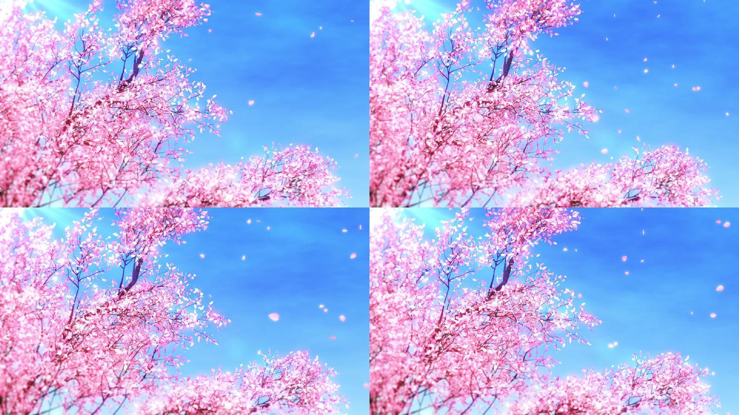 蓝天樱花花瓣飞舞唯美循环视频