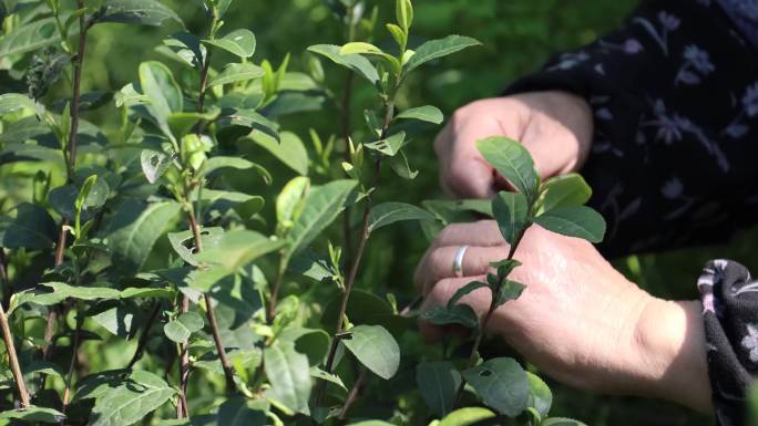 4k春季采茶炒茶实拍