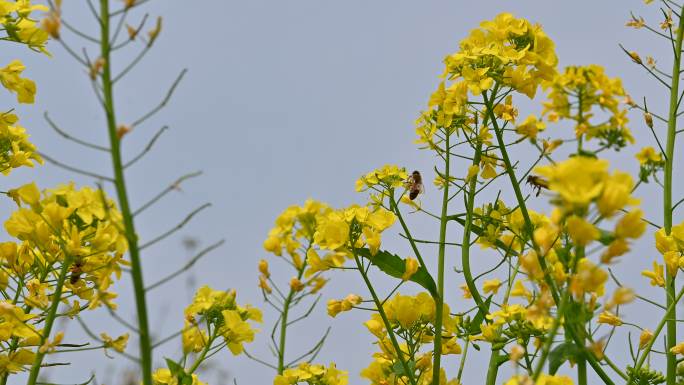 蜜蜂采蜜原片