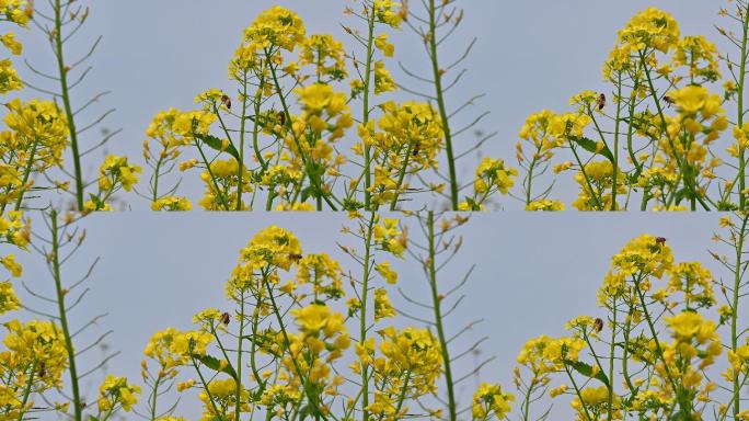 蜜蜂采蜜原片