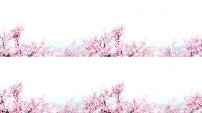 唯美浪漫樱花树花瓣飞舞循环视频