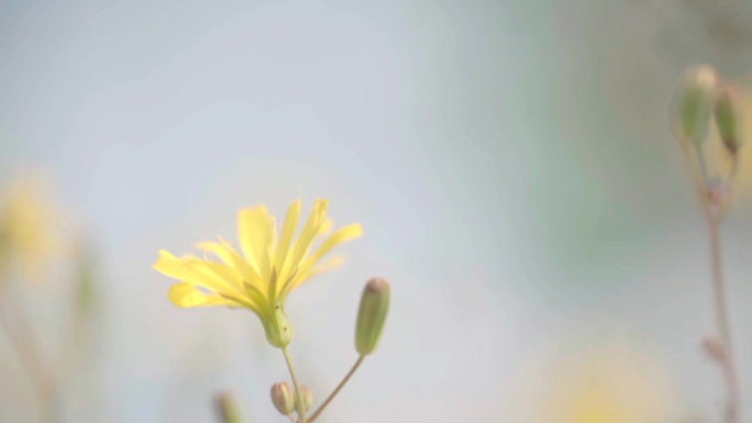 小花野花