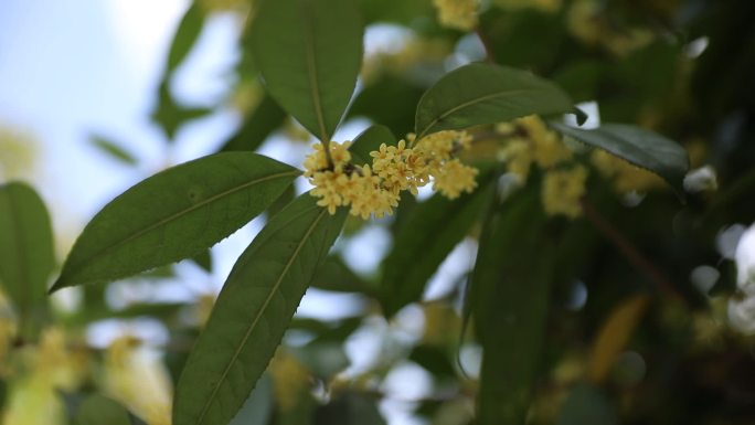 桂花飘香