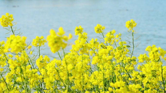 【4K】唯美升格油菜花