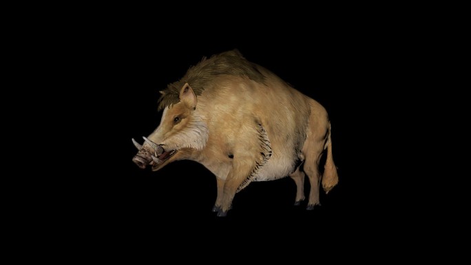 3D野猪动画带透明通道素材