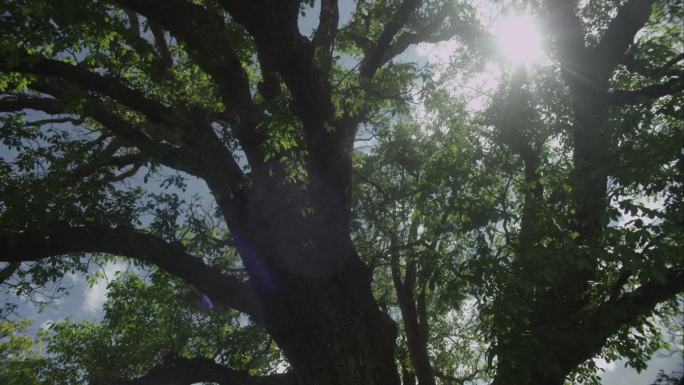 千年核桃树
