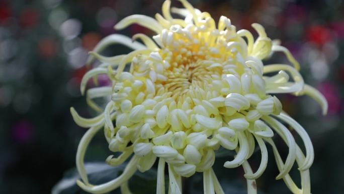 各种菊花特写中菊小菊