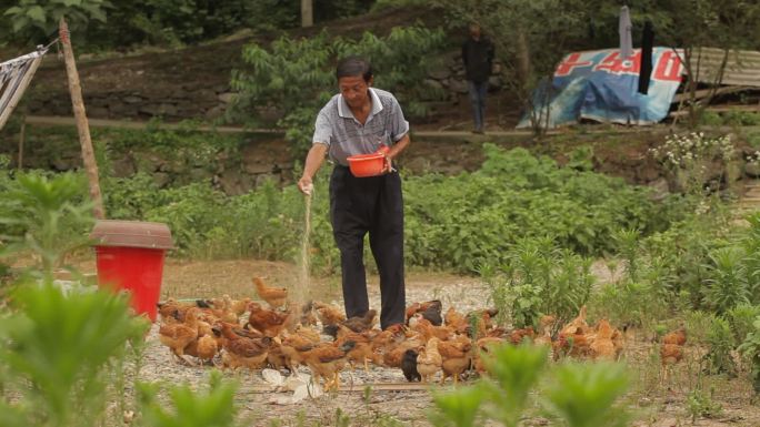 农民喂鸡