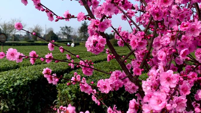 美丽乡村茶园绿桃花红