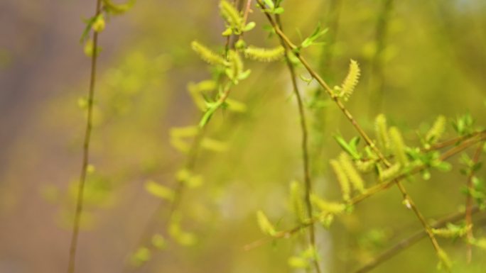 4K春季柳树枝芽随风摇摆常规视频