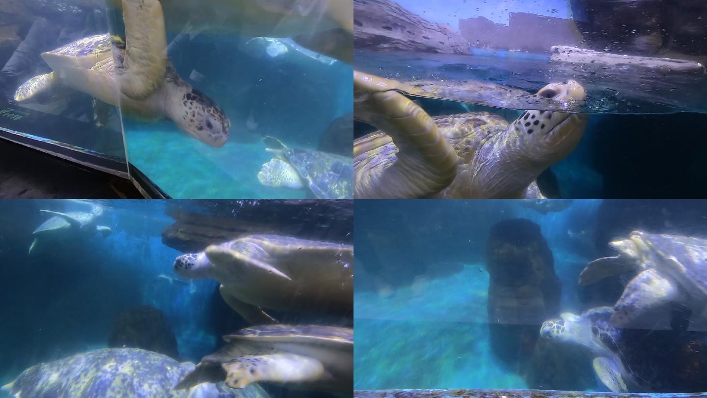 海洋馆海龟