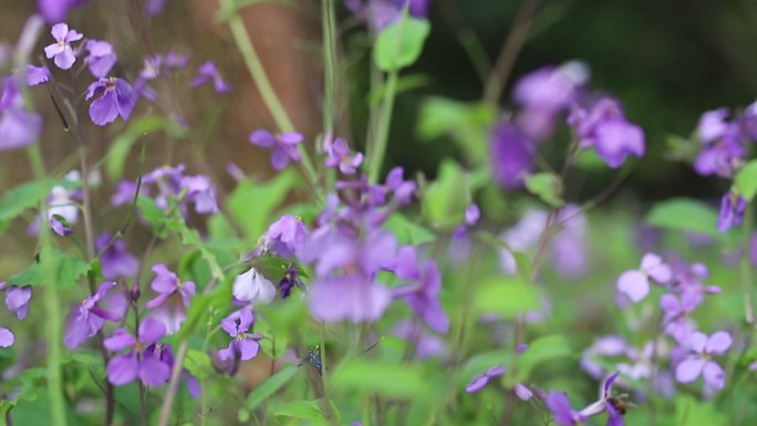 花草蜜蜂野花紫色花春天花朵