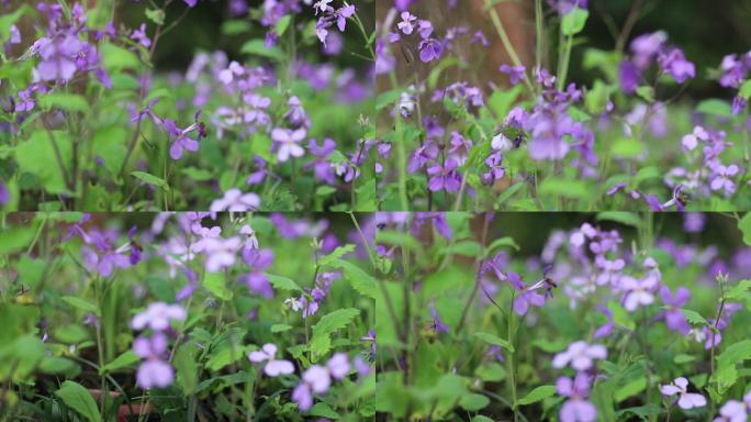 花草蜜蜂野花紫色花春天花朵