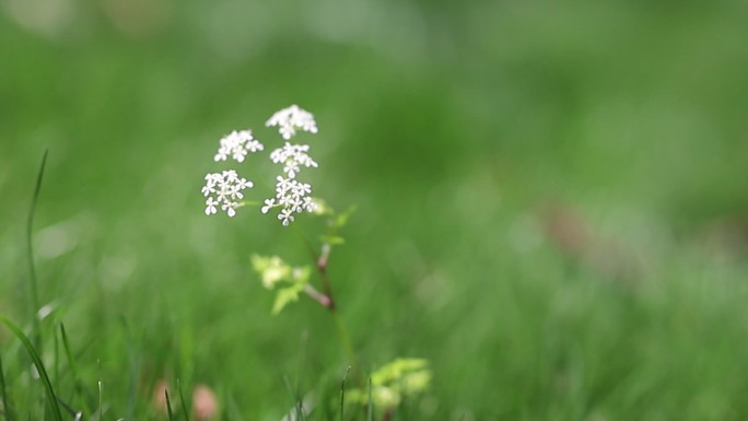 野花春天微风草地野花花朵