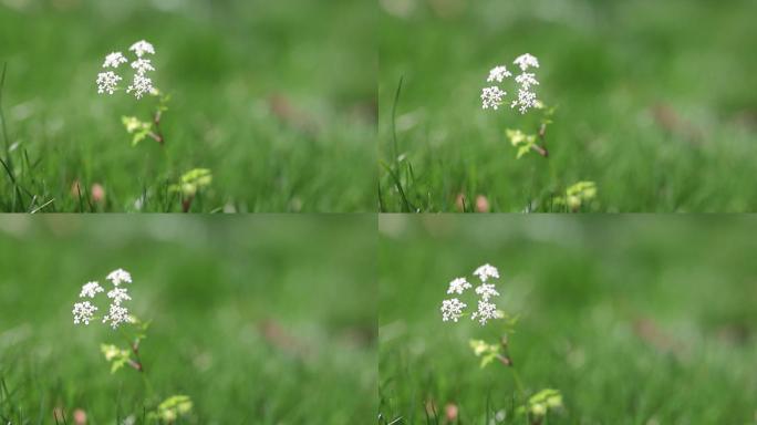 野花春天微风草地野花花朵