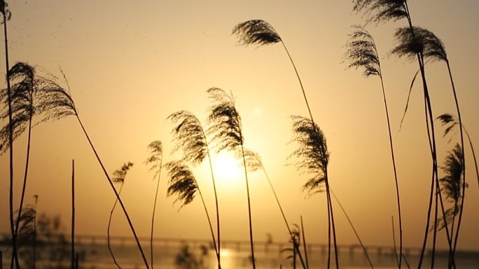 湖边黄昏夕阳芦苇草落日感湖边