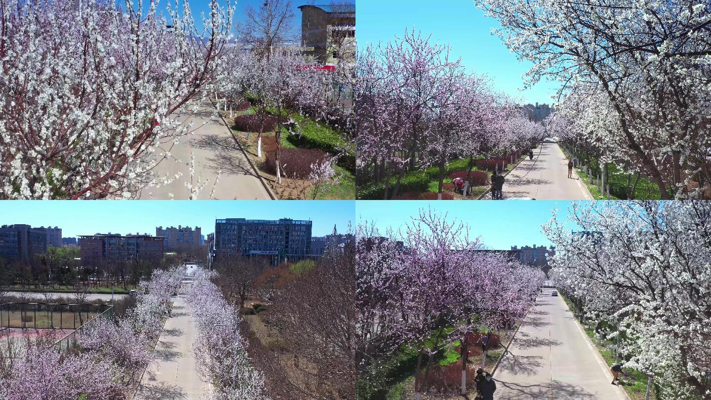 升降拍摄樱花盛开的路4K航拍