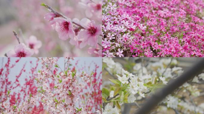 樱花梨花视频素材