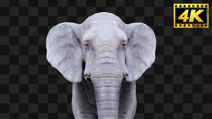 原创大象全息特效【Alpha通道】22