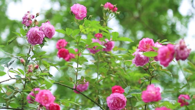 蔷薇玫瑰月季春天花朵风景空镜