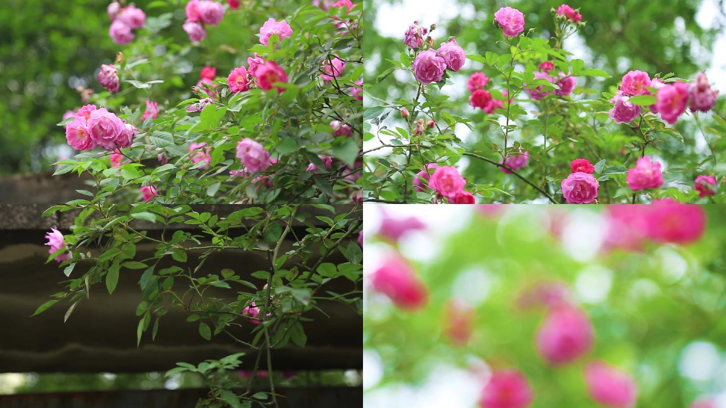 蔷薇玫瑰月季春天花朵风景空镜