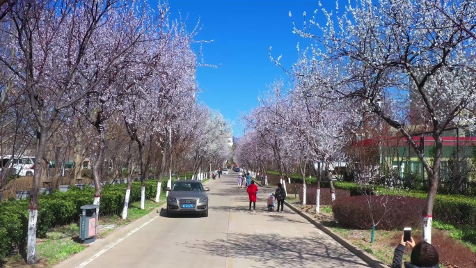 开满鲜花的街道4K