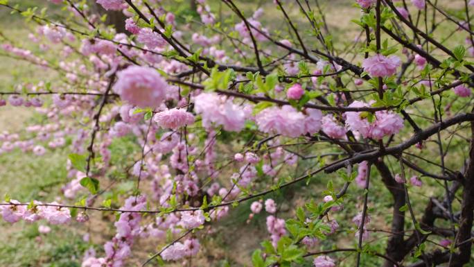 重瓣榆叶梅花