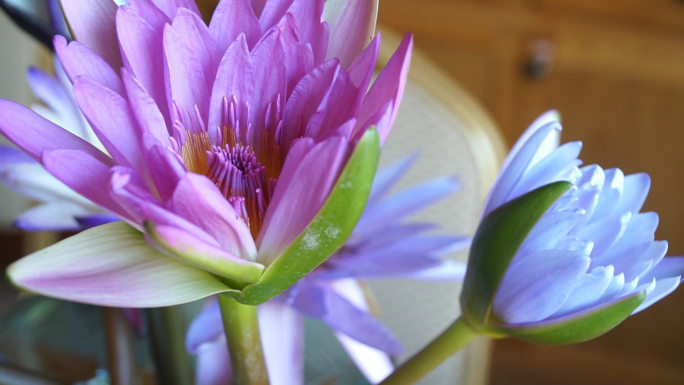 九品香水莲花茶冲泡