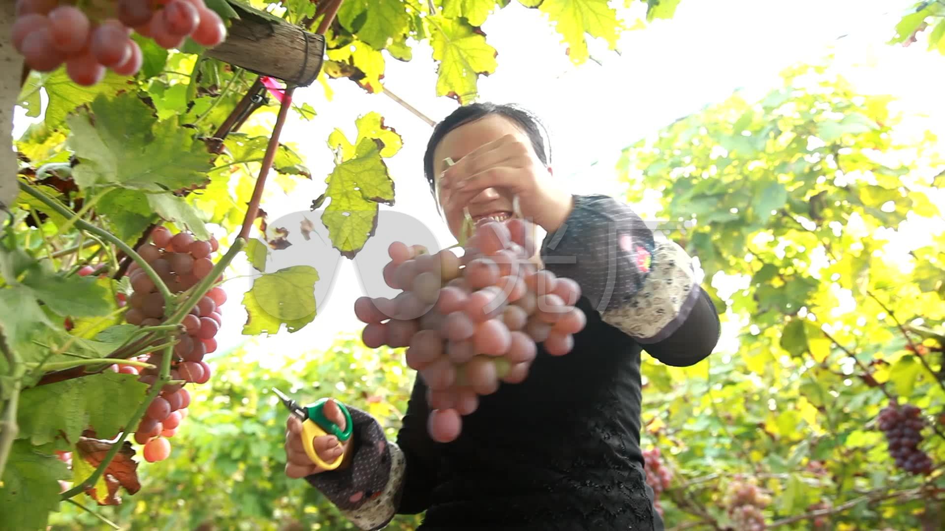 歙县宋村葡萄夏黑品种开园采摘（图）_黄山风光摄影网|黄山摄影旅游|黄山酒店预订|黄山摄影网|黄山摄影图片