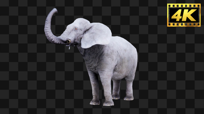 原创大象全息特效【Alpha通道】15