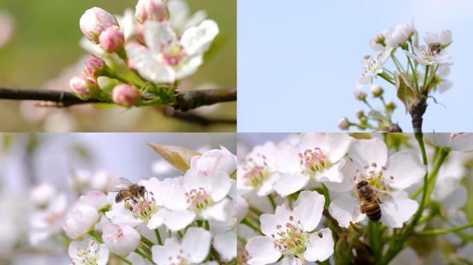 梨花蜜蜂采蜜