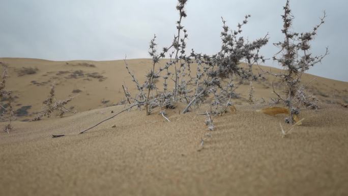 沙漠沙漠植物风吹沙动 沙尘暴