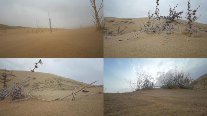 沙漠沙漠植物风吹沙动 沙尘暴