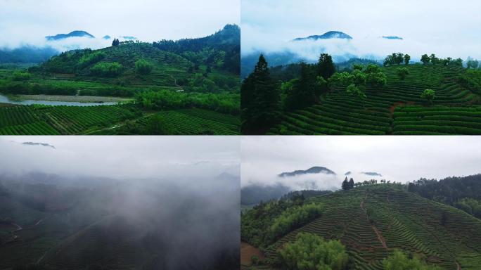 武夷山·高清航拍清晨茶山云绕穿过云层