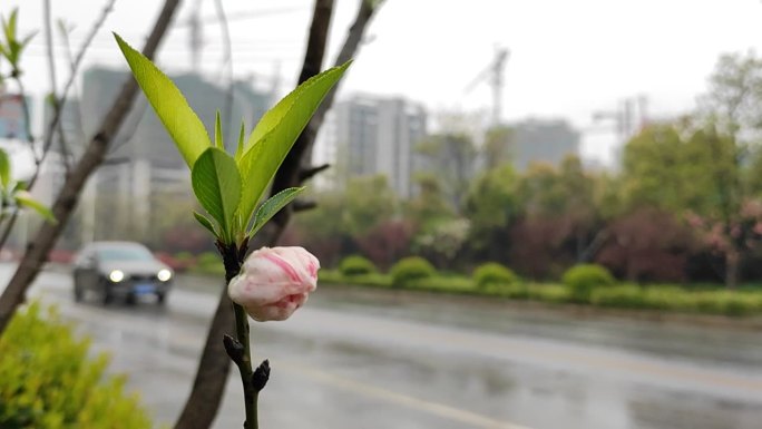 桃花樱花花苞