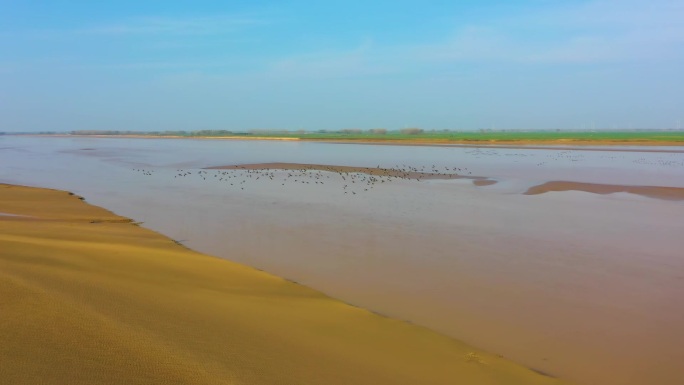黄河湿地--航拍万只天鹅