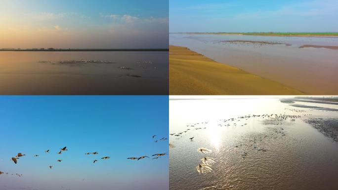 黄河湿地--航拍万只天鹅