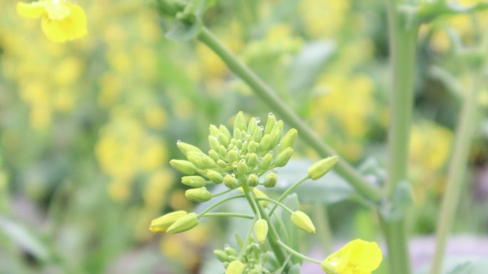 春天野外金黄油菜花实拍视频