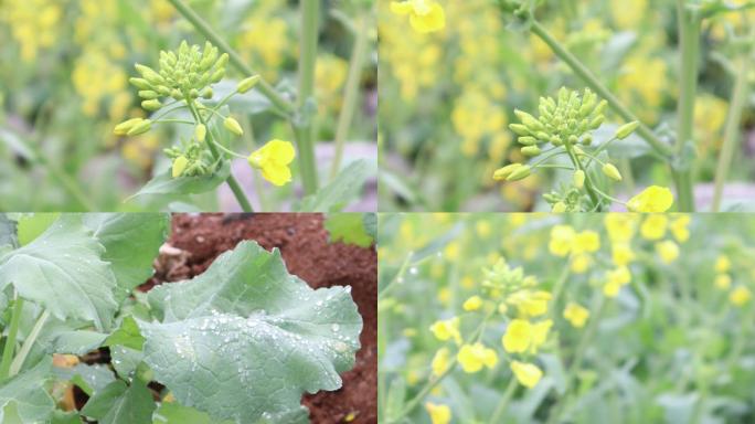 春天野外金黄油菜花实拍视频