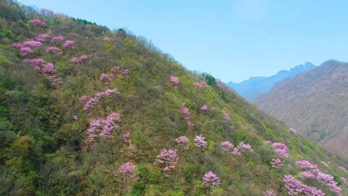 春天山野花航拍