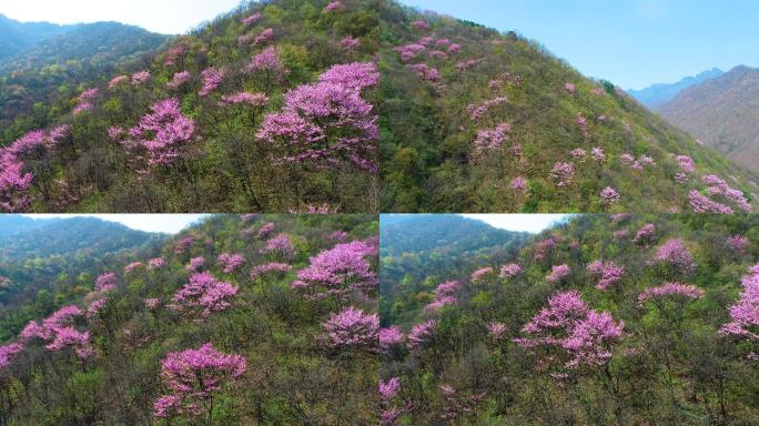 春天山野花航拍