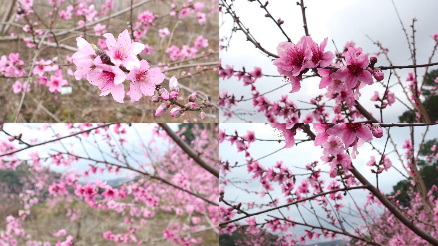 春天野外粉色桃花实拍视频