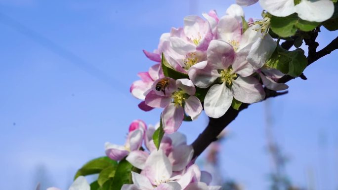 苹果花蜜蜂