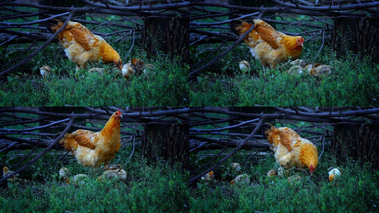 母鸡和小鸡宝宝觅食